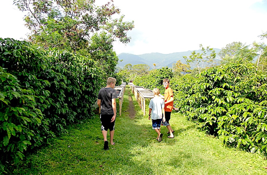 Panama Itinerary- Coffee Plantation Tour