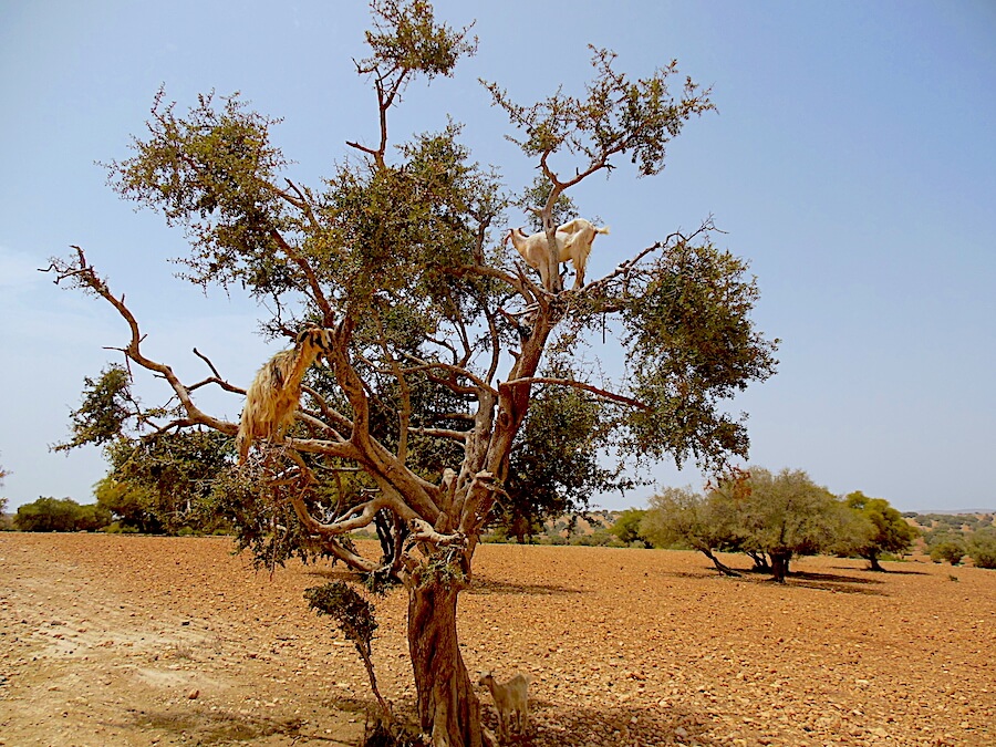 Morocco Itinerary, Goats in Argan Tree