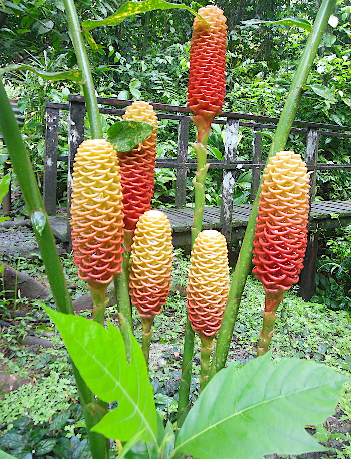 Panama Itinerary- Cacao plant