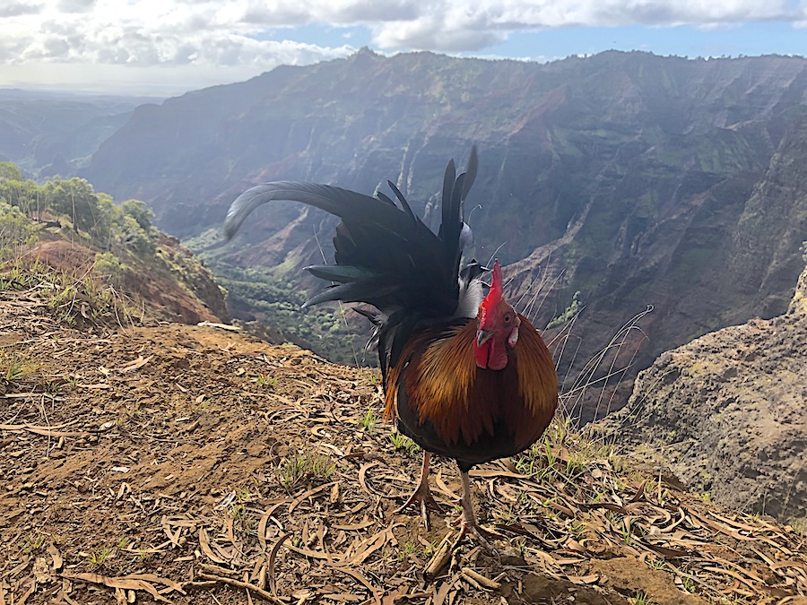 Kauai Vacation Guide- Rooster