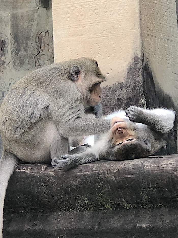 Cambodia Itinerary- monkeys